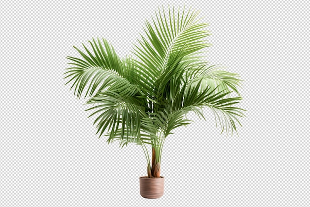 PSD palm trees illustration