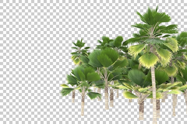 Palme su sfondo trasparente. rendering 3d - illustrazione