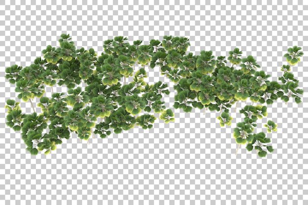 palm trees on transparent background. 3d rendering - illustration