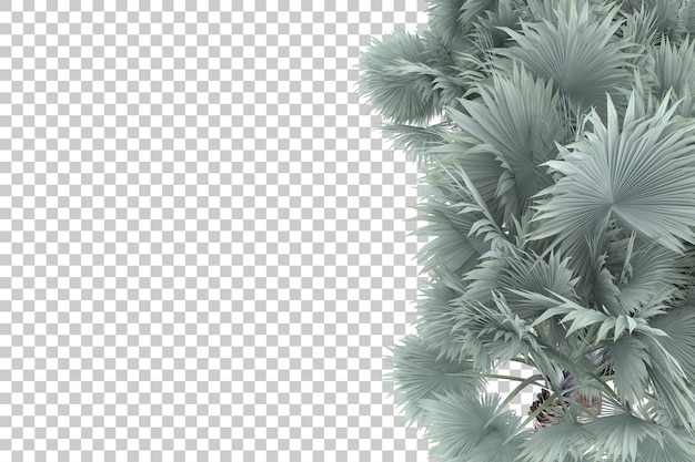PSD palm trees on transparent background. 3d rendering - illustration