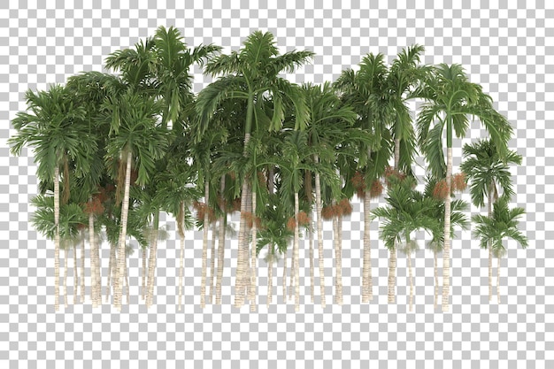 Palm trees on transparent background. 3d rendering - illustration