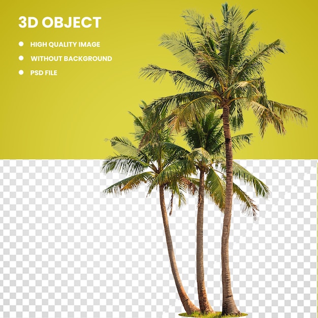 PSD palm wine coconut tree