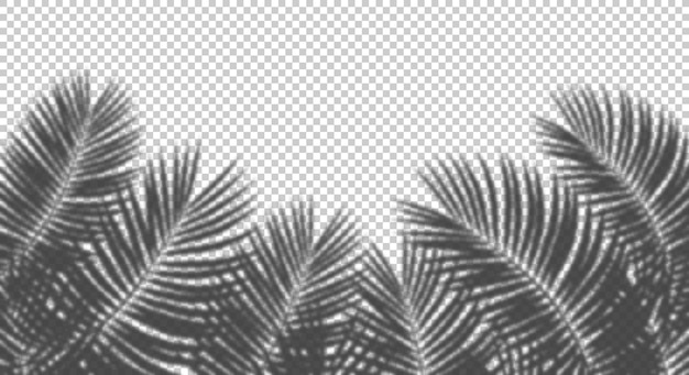Palmbladeren bos vervagen realistische schaduw uitgesneden achtergronden 3D-rendering