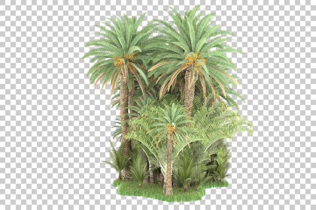 PSD palmbomen op een transparante achtergrond