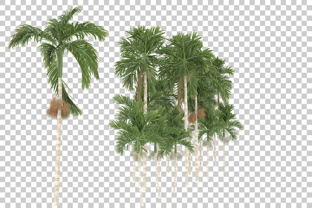 Palmbomen op transparante achtergrond. 3d-rendering - illustratie