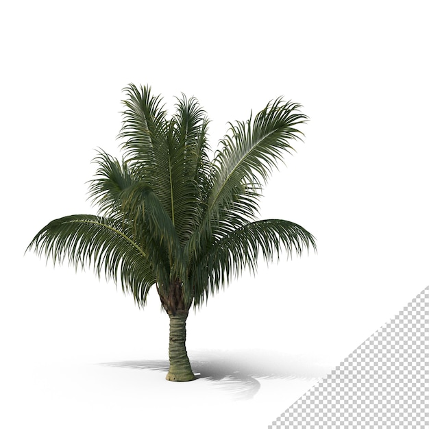 Palmboom Beccariophoenix Alfredii PNG