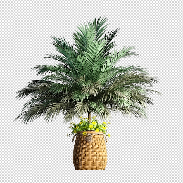 Palmboom in 3D-rendering geïsoleerd