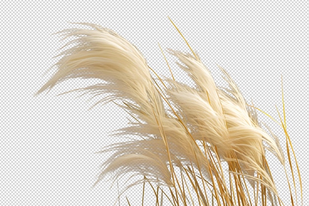 Pampas mexican feather grass