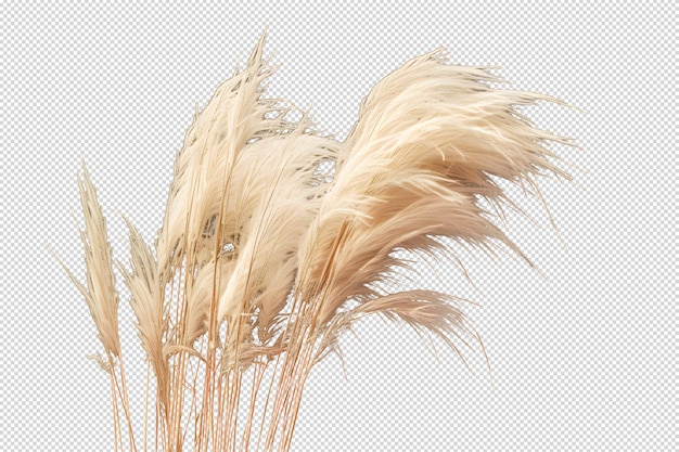 PSD pampas mexican feather grass