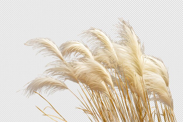 Pampas mexican feather grass