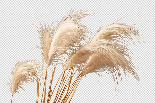 Pampas pampas gras