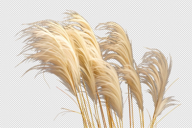 PSD pampas pampas grass