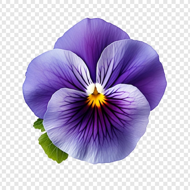 Pansy flower png isolated on transparent background