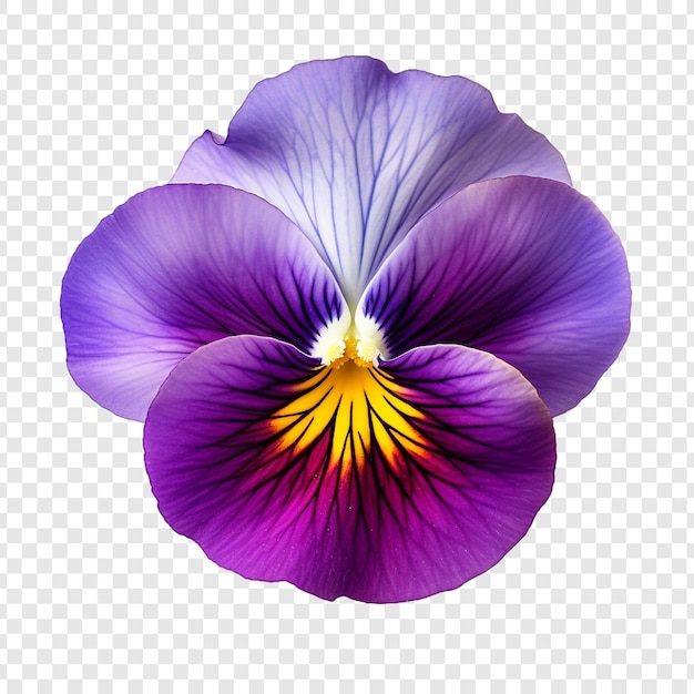 PSD pansy flower png isolated on transparent background