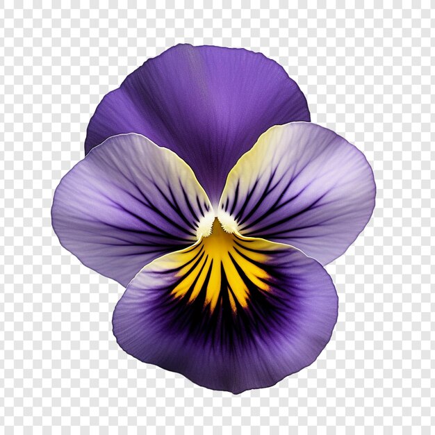 PSD pansy flower png isolated on transparent background