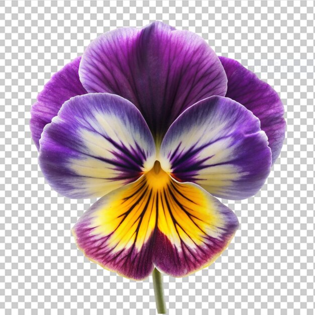 Pansy on transparent background