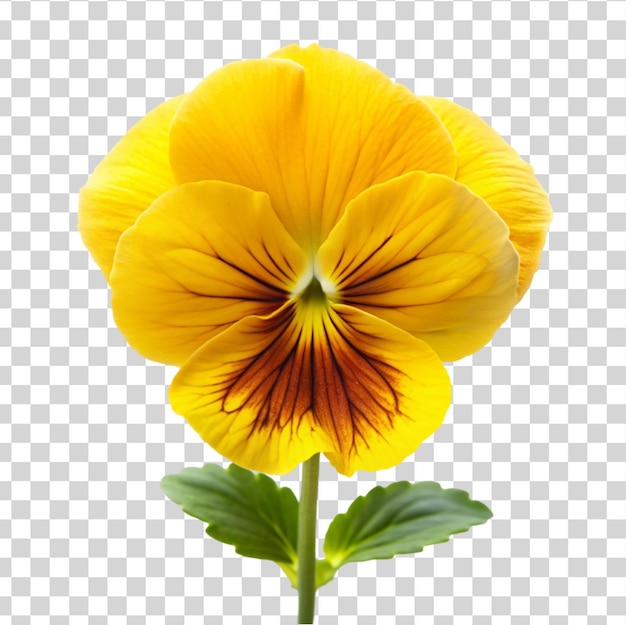 PSD a pansy yellow flower isolated on transparent background