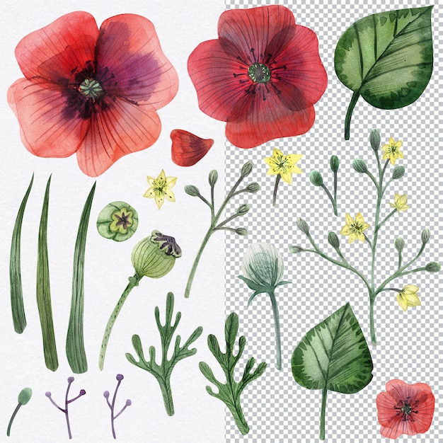 Papaver kwiaty maku i dzikie rośliny. Akwarela ręcznie rysowane elementy botaniczne