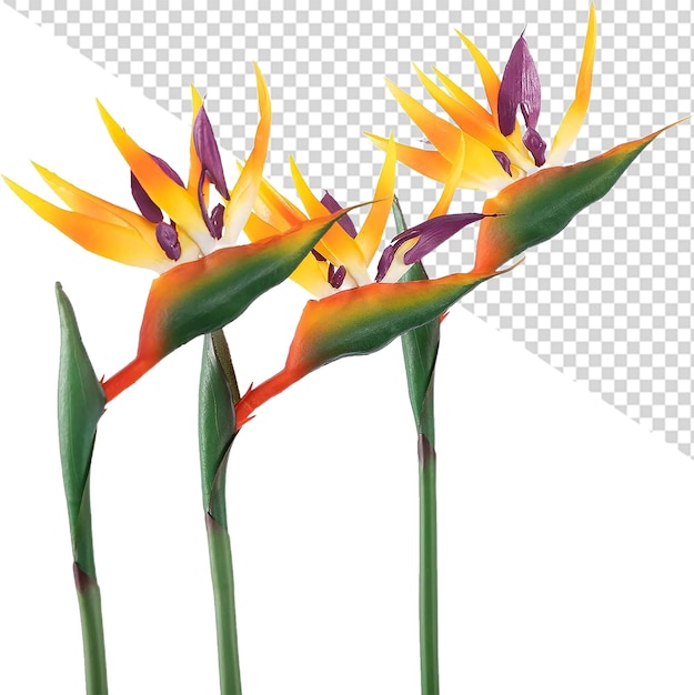 PSD paradijsvogel bloem png