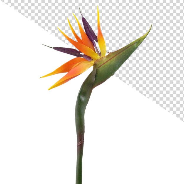 PSD paradijsvogel bloem png