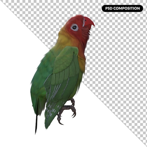 PSD pappagallo animale uccello isolato rendering 3d