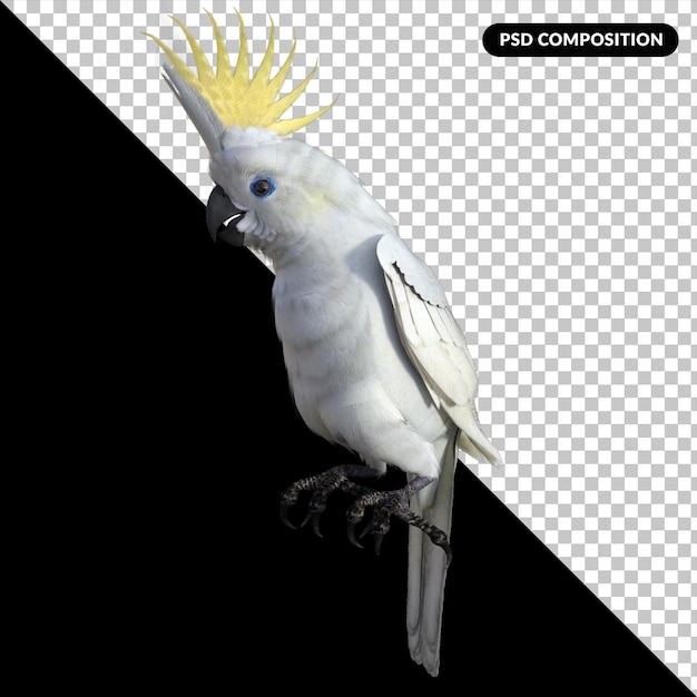 PSD parrot bird isolated 3d