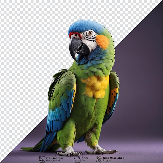 PSD parrot bird isolated on transparent background