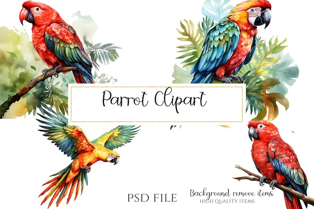 PSD clipart di uccelli colorati di pappagallo png psd