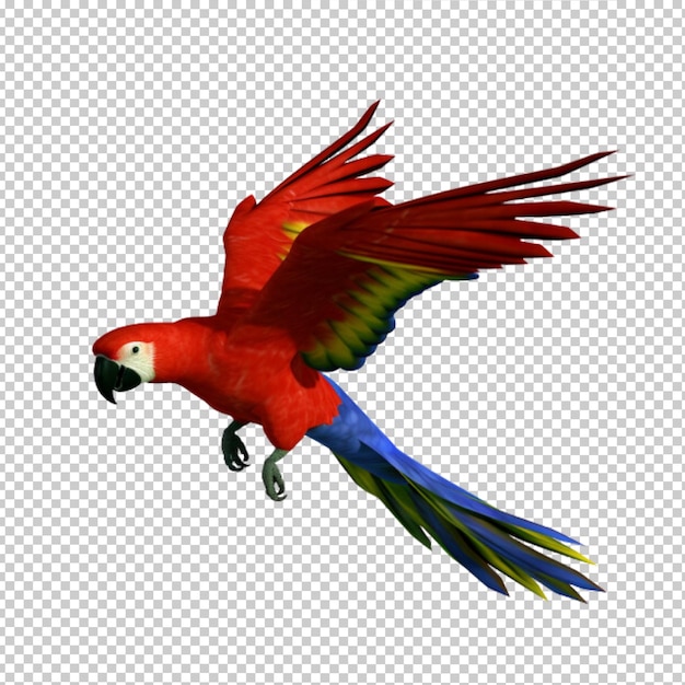 PSD parrot no background png