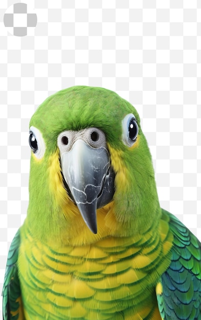 PSD parrot portrait png background