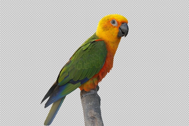 Parrot