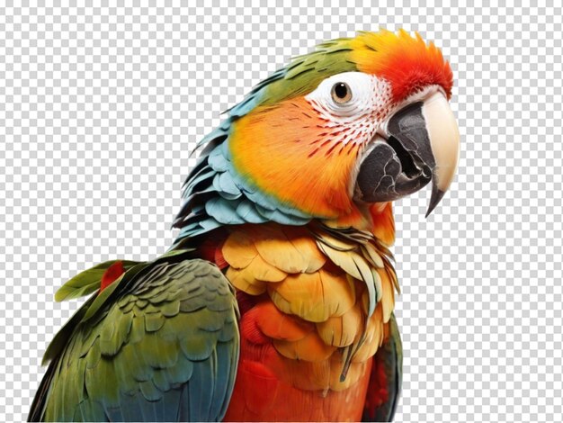 PSD parrots set on transparent background