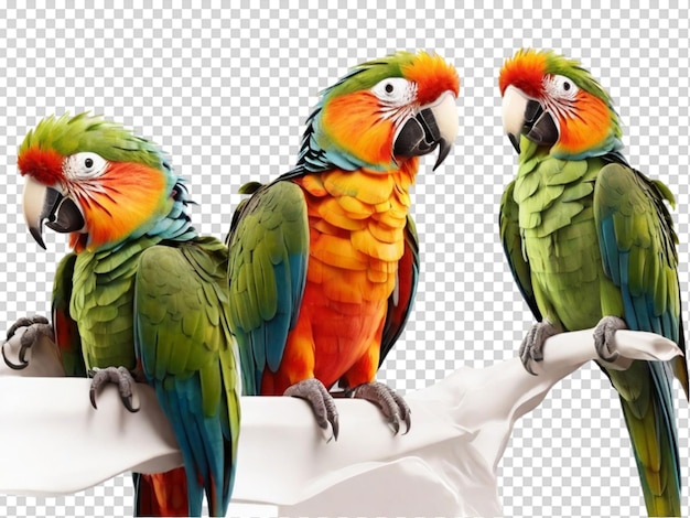 PSD parrots set on transparent background