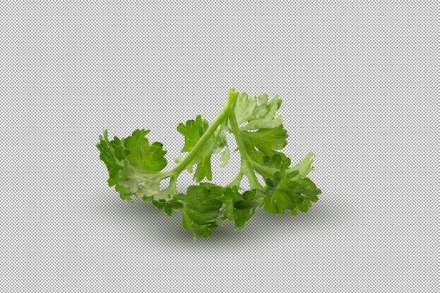 PSD parsley fresh herb isolated on a white background.