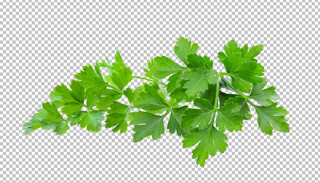 Parsley isolated on alpha layer