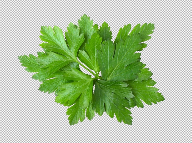 PSD parsley leaf isolated