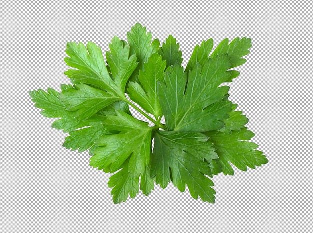 Parsley leaf isolated