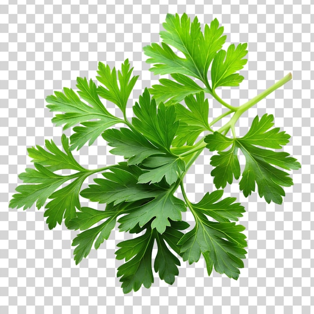 PSD parsley leave isolated on transparent background