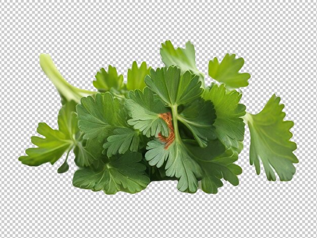 PSD parsley leave on transparent background