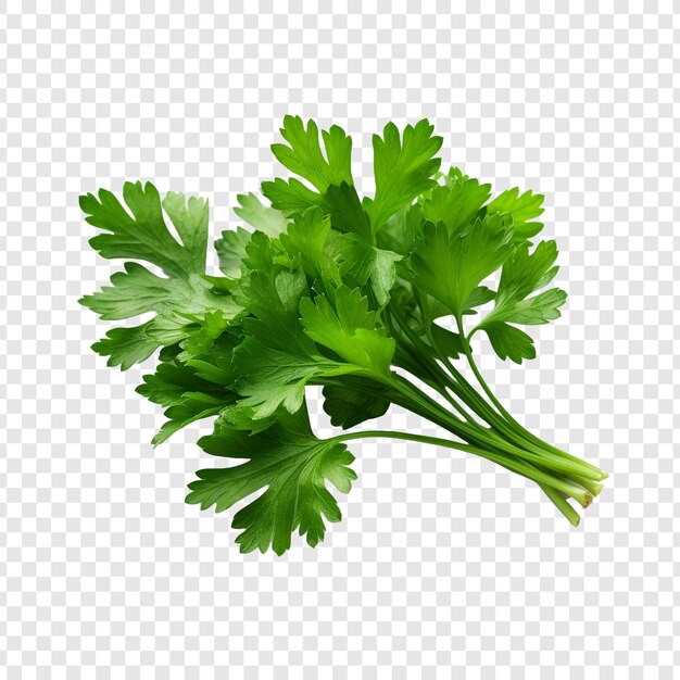 PSD parsley leaves in a closeup isolated on transparent background