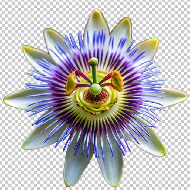 Passion flower