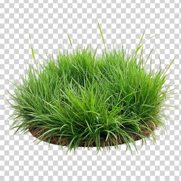 A patch of grass on transparent background