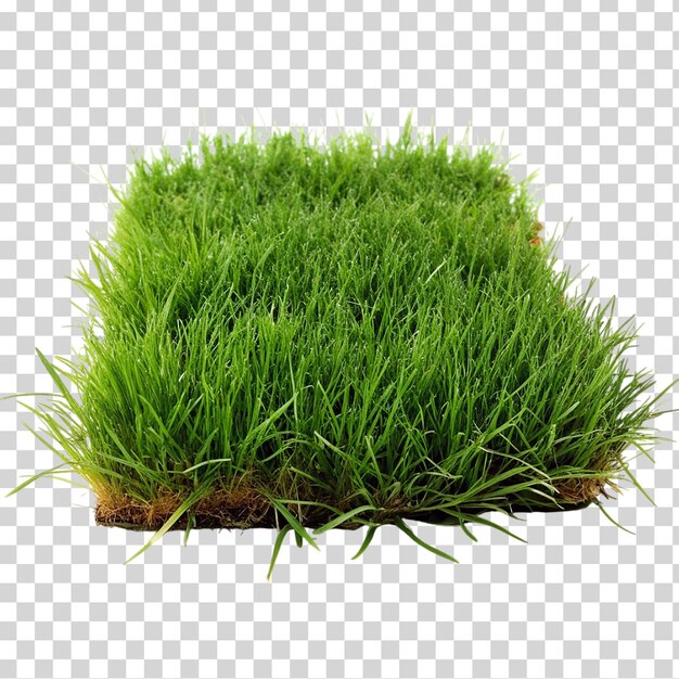 A patch of grass on transparent background