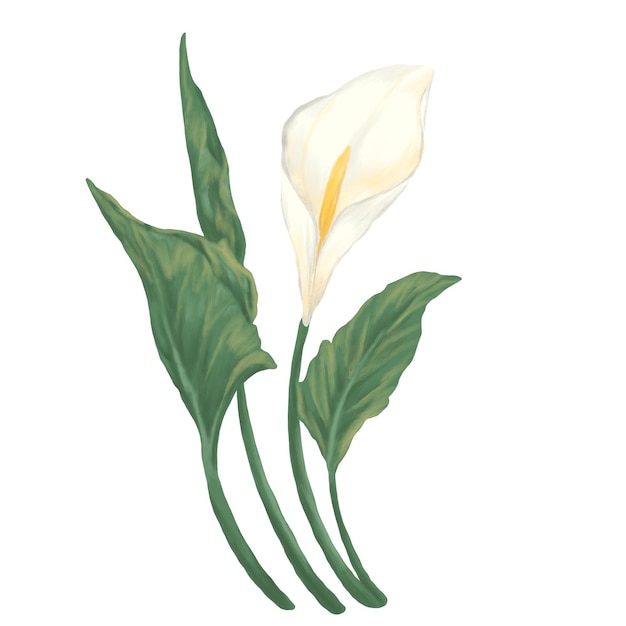 Peace lily schilderij illustratie