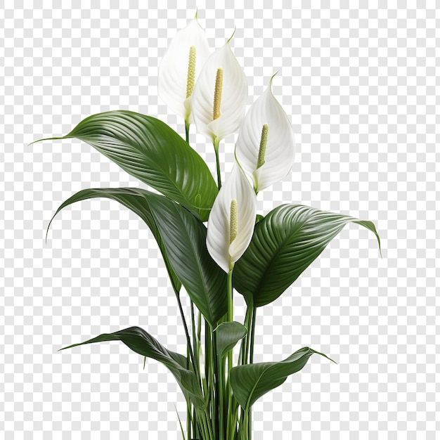 Peace lily spathiphyllum wallisii bloem png geïsoleerd op transparante achtergrond