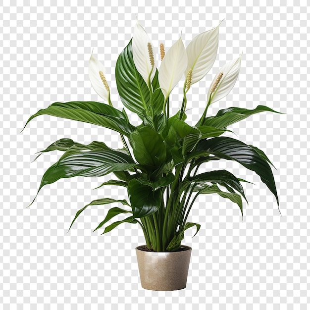 平和のリリー Spathiphyllum Wallisii 花 png 透明な背景に隔離されています