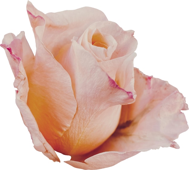 Peach Rose Bloom
