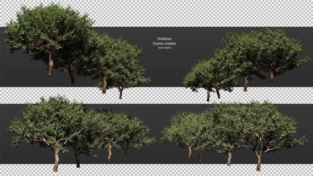 peach tree isolated peach tree clipping path peach tree perspec