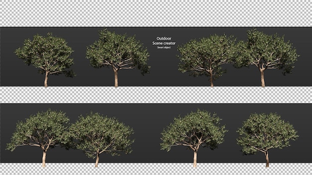 Peach tree isolated peach tree clipping path peach tree perspective