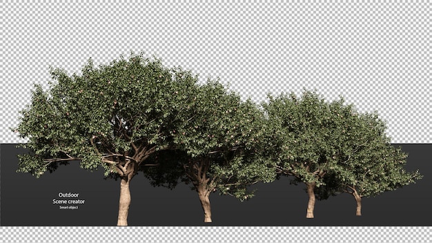 PSD peach tree isolated peach tree clipping path peach tree perspective